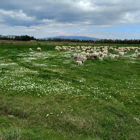 Вилла Agriturismo Bachile Bertula Риола-Сардо Экстерьер фото